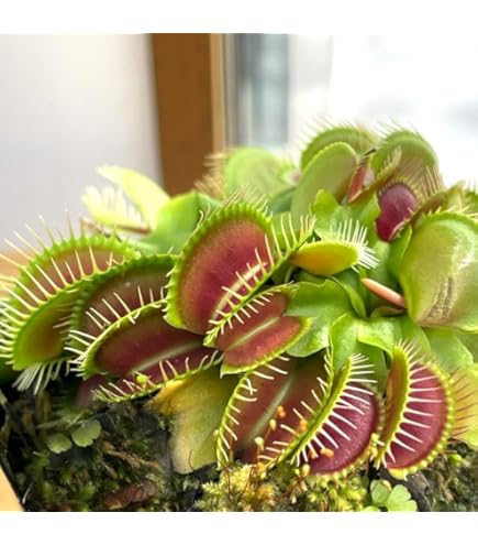 Amazon.co.jp: Cephalotus follicularis Eden Black Cedric